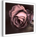 Obraz na płótnie, Piękna róża kwiat - 50x50