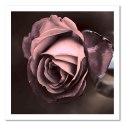Obraz na płótnie, Piękna róża kwiat - 60x60