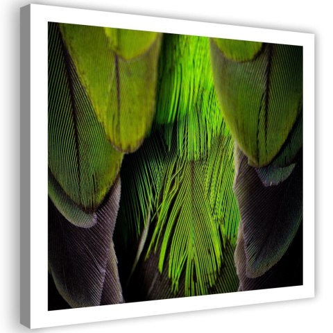 Obraz na płótnie, Pióra Ptaki Zielony Natura - 30x30