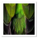 Obraz na płótnie, Pióra Ptaki Zielony Natura - 60x60