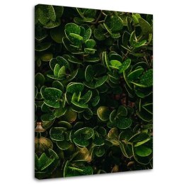 Obraz na płótnie, Egzotyczne zielone liście - 60x90