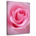 Obraz na płótnie, Różowe płatki róży kwiat - 80x120