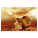 Obraz na płótnie, Para lwów zwierzęta - 100x70