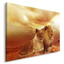 Obraz na płótnie, Para lwów zwierzęta - 120x80