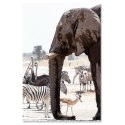 Obraz na płótnie, Zwierzęta Afryka słoń zebry strusie antylopy - 80x120