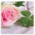 Obraz na płótnie, Róża kwiaty natura - 40x40