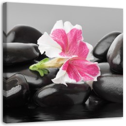Obraz na płótnie, Różowy kwiat na kamieniach - 40x40