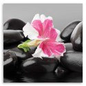 Obraz na płótnie, Różowy kwiat na kamieniach - 50x50