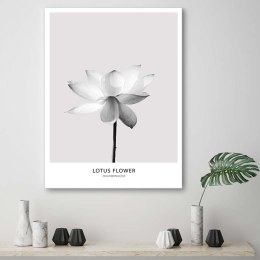 Obraz na płótnie, Biały kwiat lotosu - 60x90