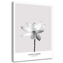 Obraz na płótnie, Biały kwiat lotosu - 70x100