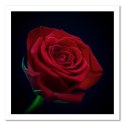 Obraz na płótnie, Czerwona róża w ciemności - 50x50