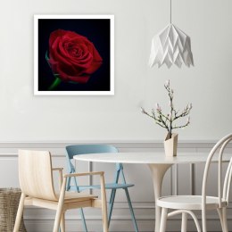 Obraz na płótnie, Czerwona róża w ciemności - 60x60