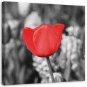Obraz na płótnie, Czerwony tulipan na łące - 30x30