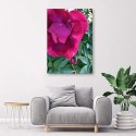 Obraz na płótnie, Duży różowy kwiat - 40x60