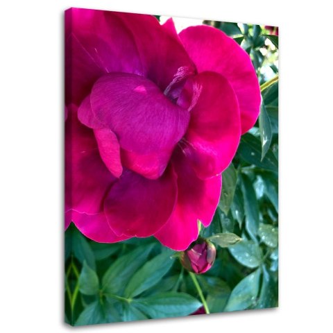Obraz na płótnie, Duży różowy kwiat - 70x100
