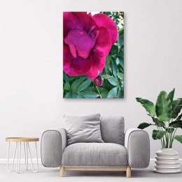 Obraz na płótnie, Duży różowy kwiat - 70x100