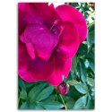 Obraz na płótnie, Duży różowy kwiat - 80x120