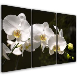 Obraz trzyczęściowy na płótnie, Biała orchidea - 120x80