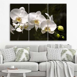 Obraz trzyczęściowy na płótnie, Biała orchidea - 120x80