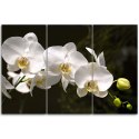 Obraz trzyczęściowy na płótnie, Biała orchidea - 150x100