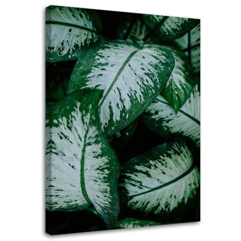 Obraz na płótnie, Tropikalne liście biało zielone - 40x60