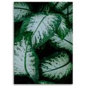 Obraz na płótnie, Tropikalne liście biało zielone - 40x60