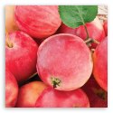Obraz na płótnie, Jabłko owoc makro - 60x60