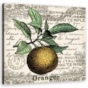 Obraz na płótnie, Pomarańcza vintage - 40x40