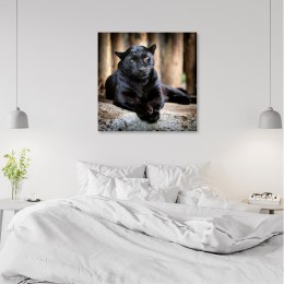Obraz na płótnie, Czarna pantera - 50x50