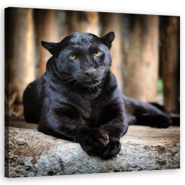 Obraz na płótnie, Czarna pantera - 60x60