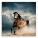 Obraz na płótnie, Galop konia - 30x30