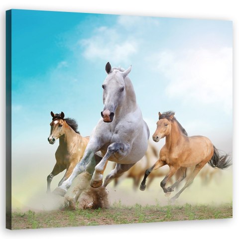 Obraz na płótnie, Galopujące konie - 50x50