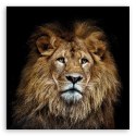 Obraz na płótnie, Majestatyczny lew - 30x30