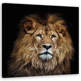 Obraz na płótnie, Majestatyczny lew - 50x50