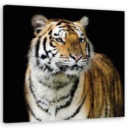 Obraz na płótnie, Majestatyczny tygrys - 30x30