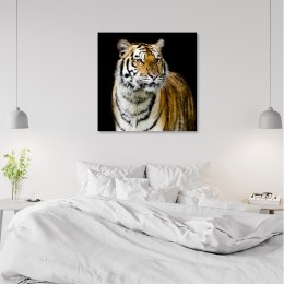 Obraz na płótnie, Majestatyczny tygrys - 40x40