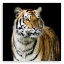 Obraz na płótnie, Majestatyczny tygrys - 50x50