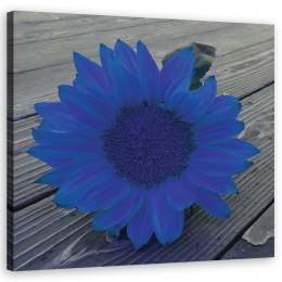 Obraz na płótnie, Niebieski słonecznik - 50x50