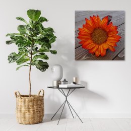 Obraz na płótnie, Pomarańczowy słonecznik - 40x40
