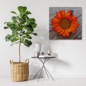 Obraz na płótnie, Pomarańczowy słonecznik - 50x50