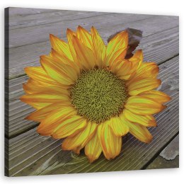 Obraz na płótnie, Żółty słonecznik - 50x50