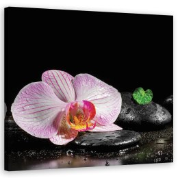 Obraz, Kwitnąca orchidea zen - 30x30