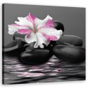 Obraz na płótnie, Kamienie Kwiat Różowy Zen - 50x50