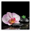 Obraz na płótnie, Kwitnąca orchidea zen - 50x50