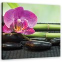 Obraz na płótnie, Orchidea na czarnych kamieniach - 40x40