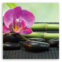 Obraz na płótnie, Orchidea na czarnych kamieniach - 50x50