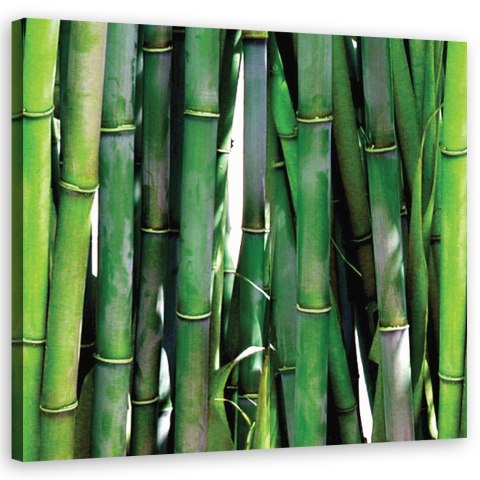 Obraz na płótnie, Zielone bambusy - 30x30