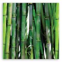 Obraz na płótnie, Zielone bambusy - 50x50
