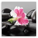 Obraz na płótnie, Różowy kwiat na kamieniach zen - 30x30