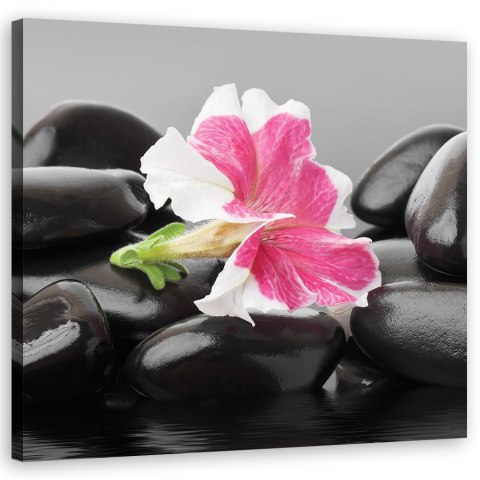 Obraz na płótnie, Różowy kwiat na kamieniach zen - 60x60